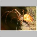 Metellina cf mengei - Herbstspinne w02a 5mm.jpg